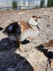 Alopochen aegyptiaca