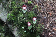 Corybas sinii