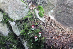 Corybas sinii