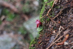 Corybas sinii