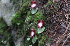 Corybas sinii