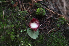 Corybas sinii