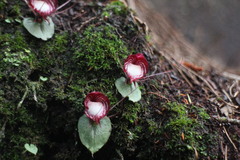 Corybas sinii