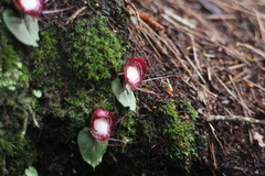 Corybas sinii