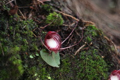 Corybas sinii