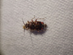 Deraeocoris poecilus