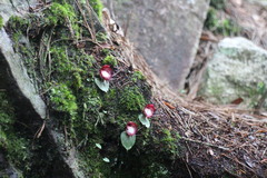 Corybas sinii