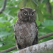 Middle American Screech-Owl - Photo (c) Ramón Trinchan, some rights reserved (CC BY-NC)