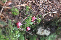 Corybas sinii