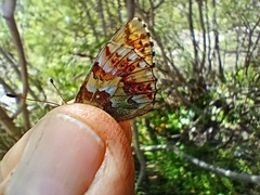 Boloria pales