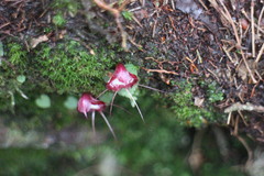 Corybas sinii