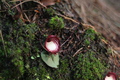 Corybas sinii