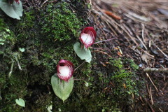 Corybas sinii