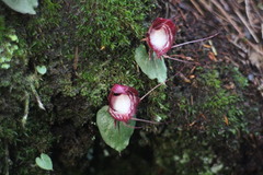 Corybas sinii