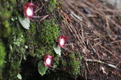 Corybas sinii