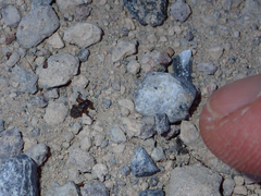 Lipoptena depressa