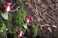 Corybas sinii