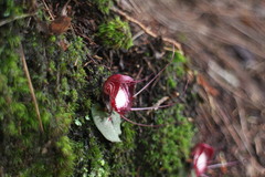 Corybas sinii