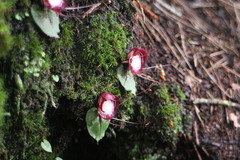 Corybas sinii