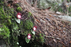Corybas sinii
