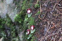 Corybas sinii