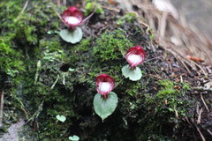 Corybas sinii