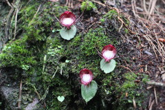 Corybas sinii