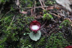 Corybas sinii