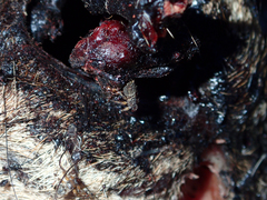Lipoptena depressa