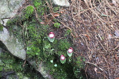 Corybas sinii