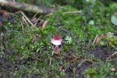 Corybas sinii