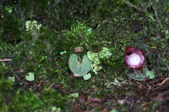 Corybas sinii