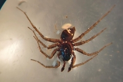 Scotina celans