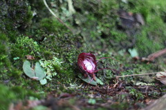 Corybas sinii