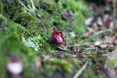 Corybas sinii
