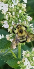 Bombus bimaculatus