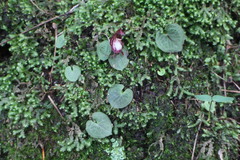 Corybas sinii