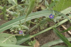 Lysimachia arvensis caerulea
