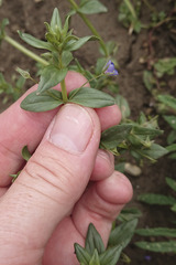 Lysimachia arvensis caerulea
