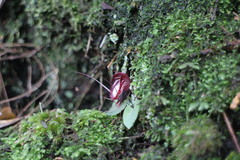 Corybas sinii
