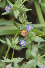Lysimachia arvensis caerulea