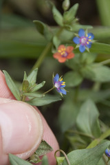 Lysimachia arvensis caerulea