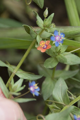Lysimachia arvensis caerulea