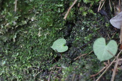 Corybas sinii
