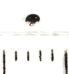 Baeocera abrupta