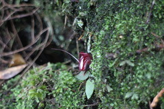 Corybas sinii