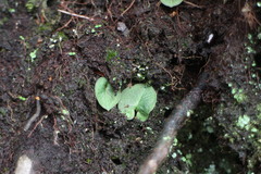 Corybas sinii