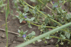 Lysimachia arvensis caerulea