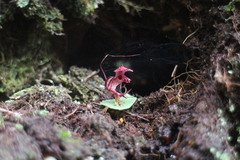 Corybas sinii