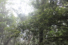 Podocarpus fasciculus